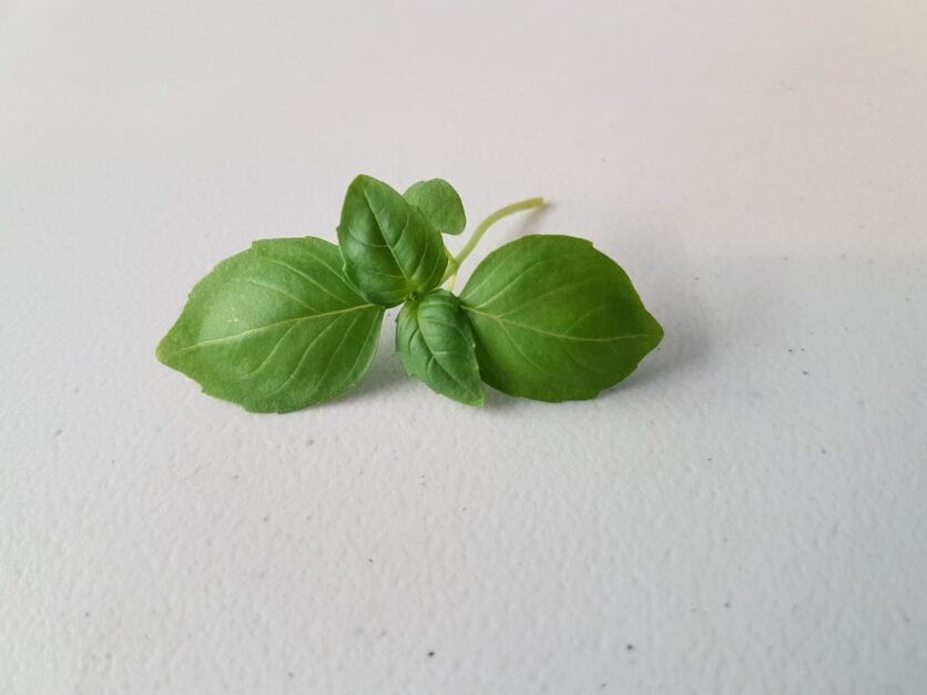 Basil stem with leaves