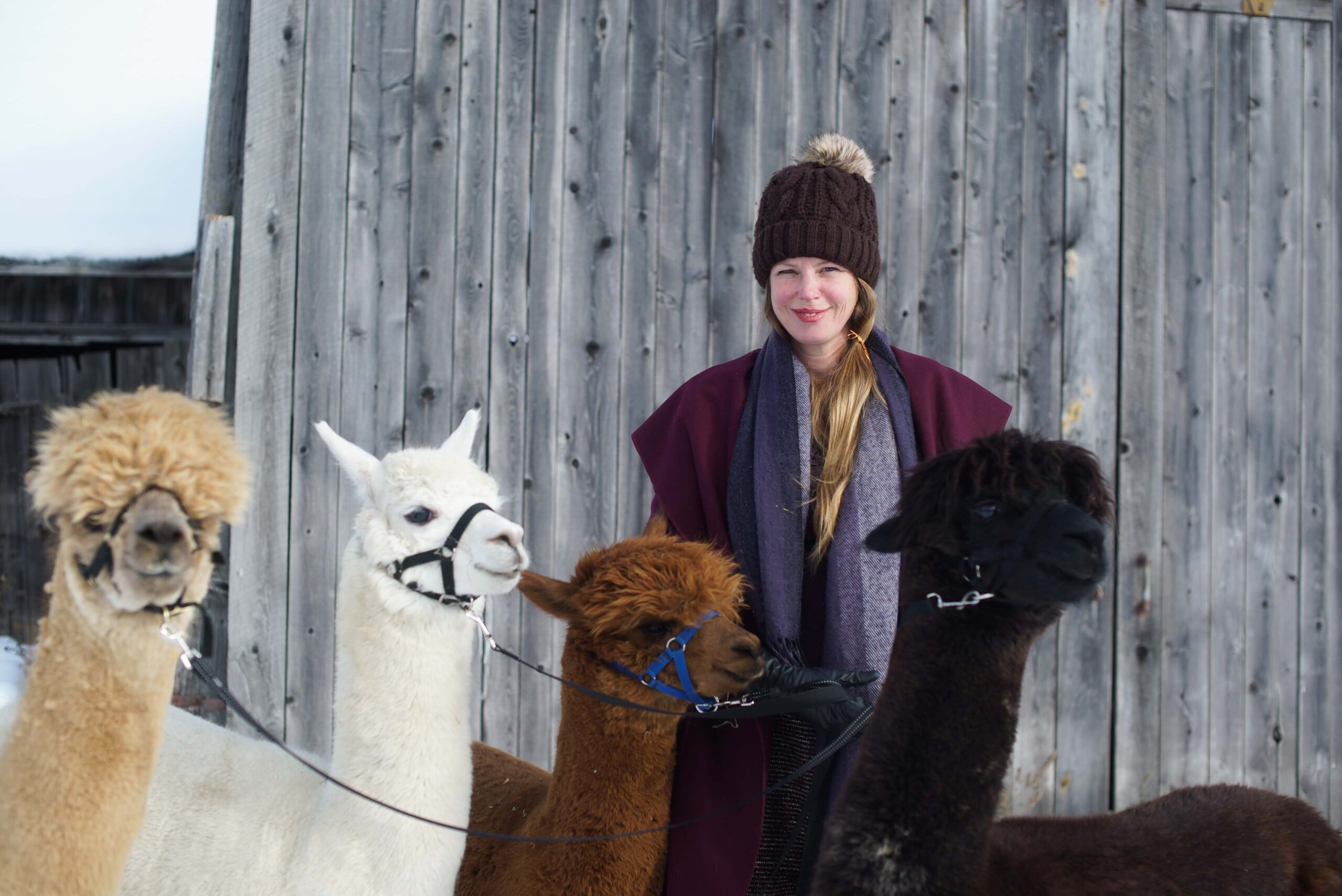woman standing with 4 different colored alpacas