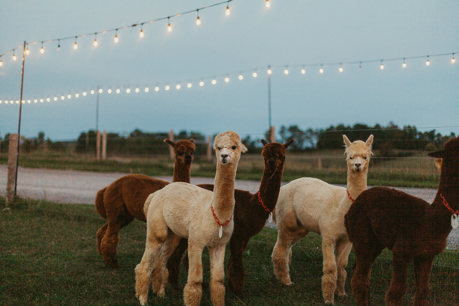 five llamas in a farm house