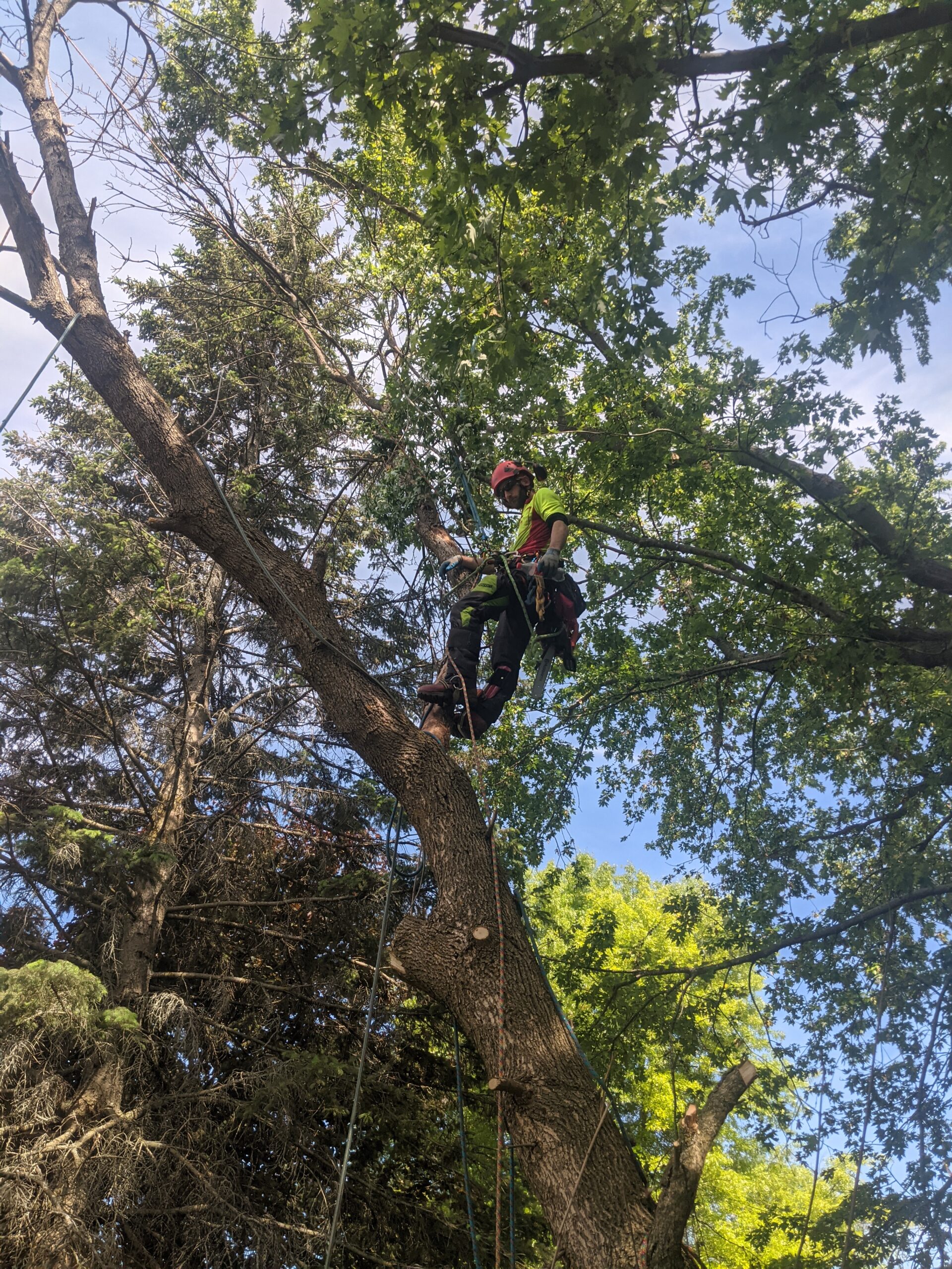 Arborist standing on a tree