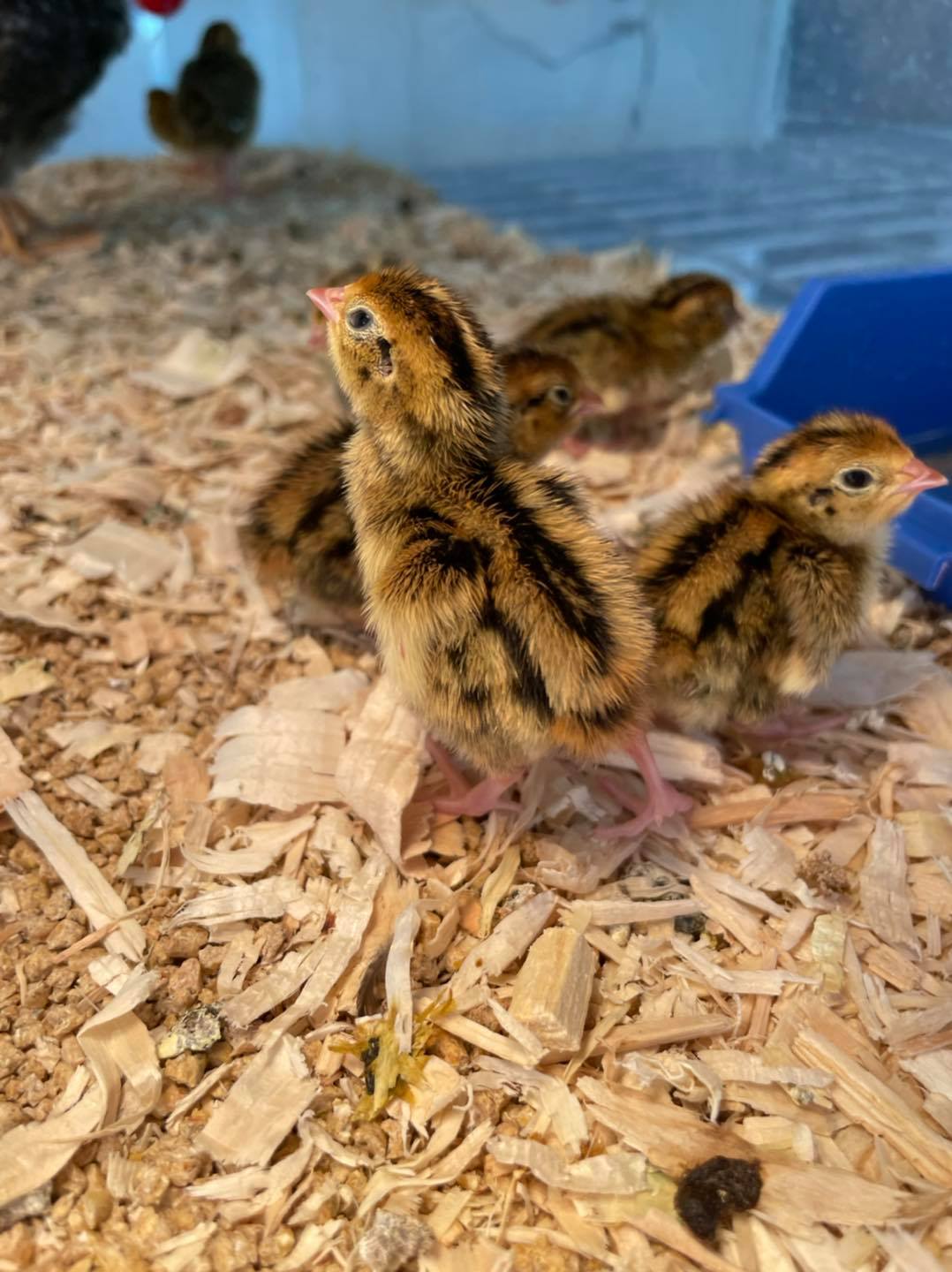 four baby chicks