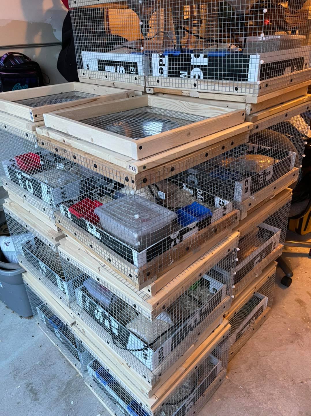 bird food in caged boxes