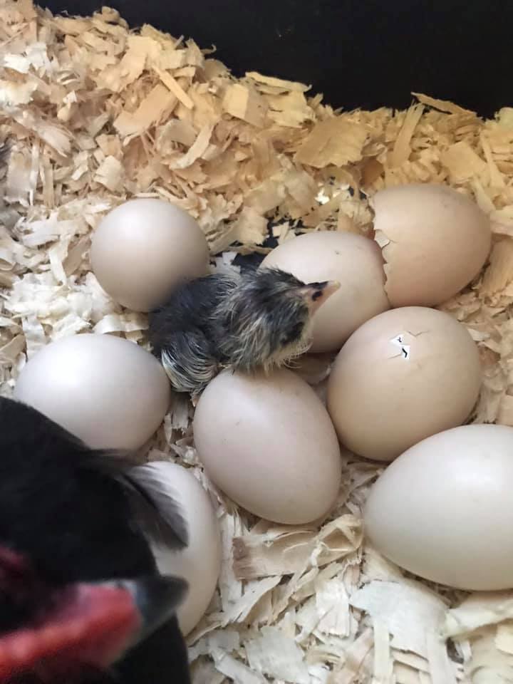 a hatching chick