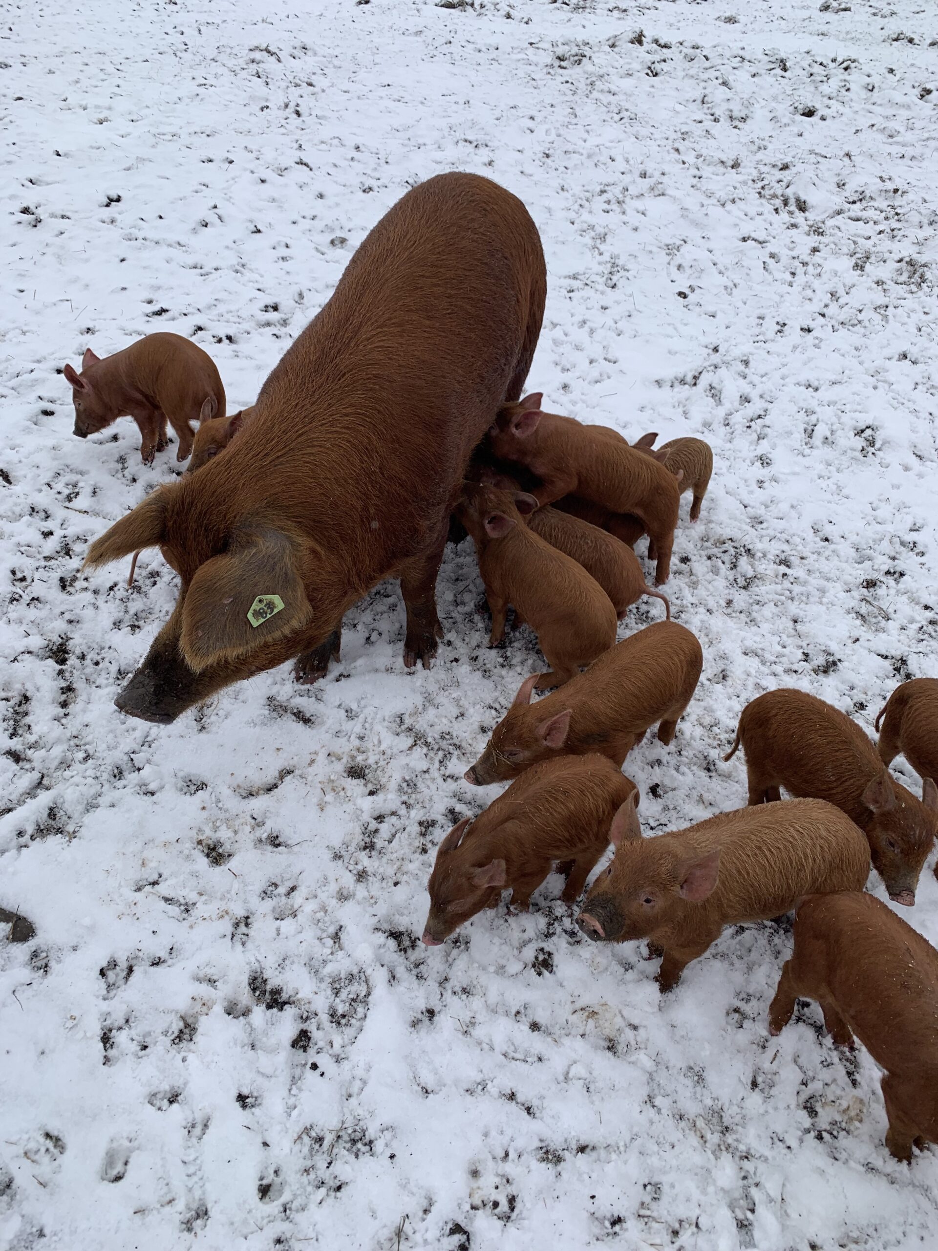 Pig and piglets in the snow