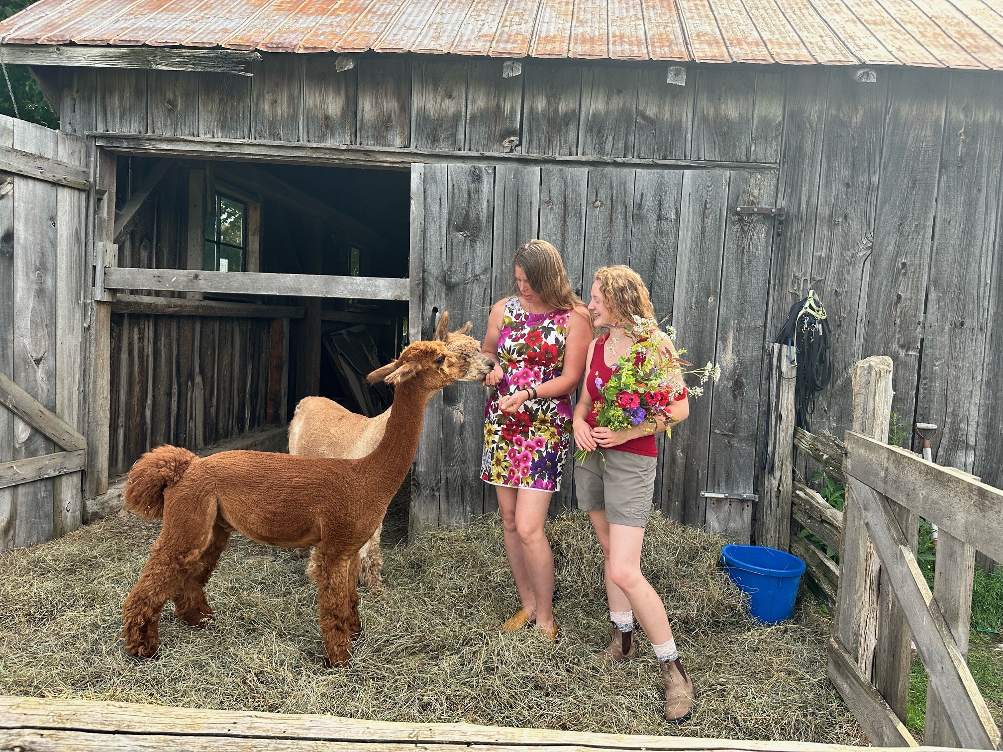 Two people holding flowers engaging with two alpacas.